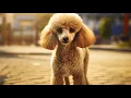 The Power of Poodle Adoption Heartwarming Tales of Rescue