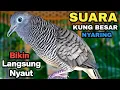 Download Lagu Perkutut Lokal Gacor Suara Kung Besar Pancingan Burung Perkutut Agar Bunyi.