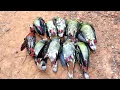 Download Lagu FULL😱😱BERBURU GEROMBOLAN BURUNG PUNAI TIDUR 
