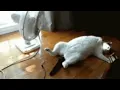 CAT SLEEPING MEME