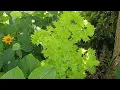 Download Lagu Japán juharos kert túra, Japanese maple garden