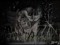 Download Lagu #WeirdBirds (Part Three) by Archesuchus - The Full Twitter Story