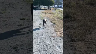 .. #fyp #dream #youtube #pets #doberman