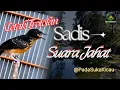 Download Lagu MASTERAN SADIS Murai Batu TROTOL untuk mencetak MURAI BATU dengan SUARA JAHAT