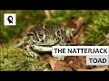 THE NATTERJACK TOAD - EUROPEAN ANIMALS - ANIMAL PRO
