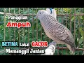 Download Lagu Panggilan Ampuh‼️Perkutut Betina Memanggil Jantan || The female turtle dove calls the male