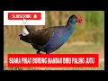 SUARA PIKAT BURUNG MANDAR BIRU PALING JITU 2021