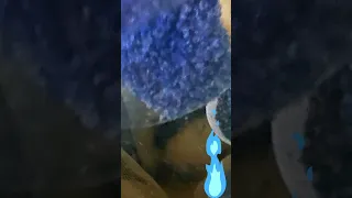 Blue Rose