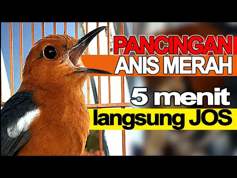 Download MP3 Pancingan ANIS MERAH GACOR Ga Perlu Lama Burung Biar Bunyi Ngeplong di Jamin Sampai Teler YAKIN bos