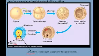 مقدمة عن التنوع الحيواني دندنها