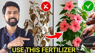 Use this 2 Secret Fertilizer for plants || आपके पौधें मरेंगे नहीं