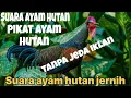 suara ayam hutan hijau jantan