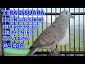 Lagu Perkutut Lokal Gacor Suara Super Kristal - Pancingan Malas Bunyi  (99%AMPUH BANGET)