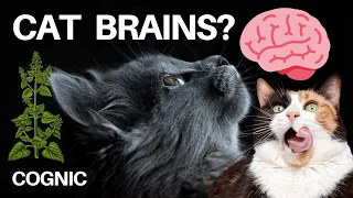 Everything You Need to Know About Cat Brains