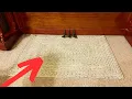 2 Things I Like About the Nuloom Wynn Braided Area Rug
