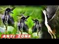 Download Lagu 🔴Ampuh‼️Suara Pikat Indukan dan Anakan Burung  Ruak Ruak Langsung Banyak Yang Datang‼️