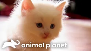 Download These Norwegian Forest Cats Welcome 4 New Fuzzy Kittens Into Their Home | Too Cute! | Animal Planet MP3