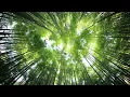 Bamboo Forest in 4K - 1 Hour Relaxing Nature Wallpaper