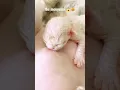 Download Lagu BREASTFEEDING MOTHERS||A kitten is breastfeeding #shorts #cat #trending  #kucingviral