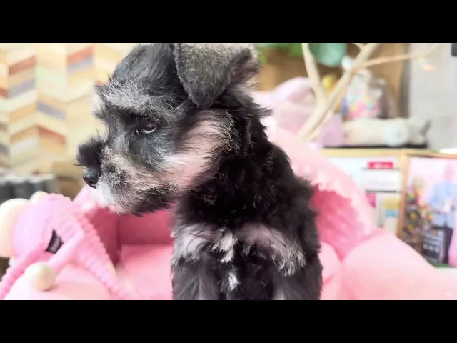 動画