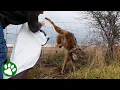 Lagu Scared Coyote Slowly Lets Man Help Him