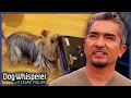 Untrained Yorkies Have Taken Over The House l Dog Whisperer With Cesar Millan