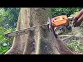 EXCELLENT !! CUTTING TREES WITH CHAINSAW 070 TECOGOLD