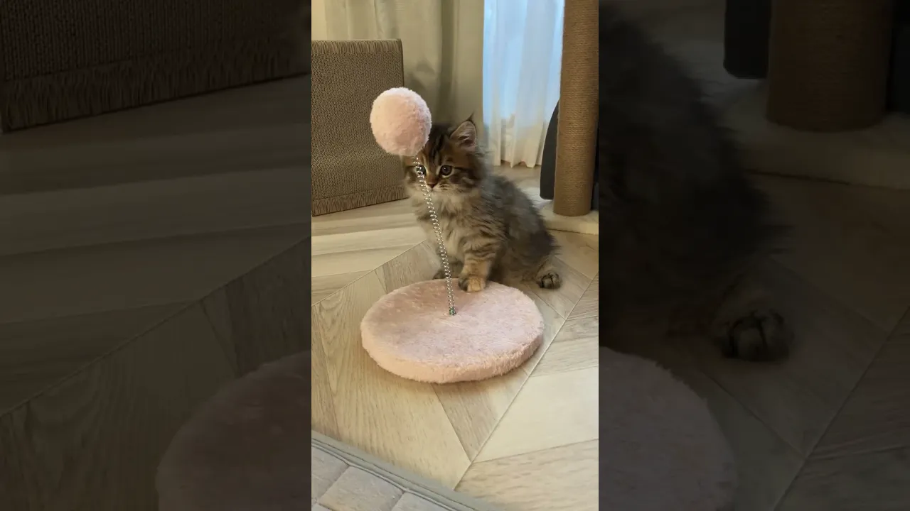 動画