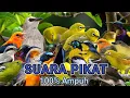 Download Lagu 100% Ampuh - Suara Pikat Burung Kecil Ribut