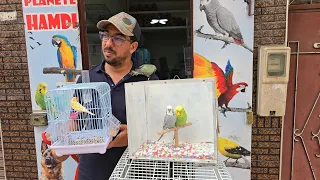 الجديد عند حمدي أجيو نتولعو ونتعرفو على أتمنة مختلف أنواع الطيور عشاق البادجي الفيشر التورتوراي 