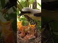 Download Lagu Momen Makan Termanis Burung Shrike Ekor Panjang Terekam Kamera #shorts #shortsvideo #youtubeshorts
