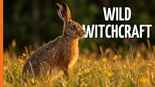 Foxes, Moths & Mad Hares: Spring's Wild Secrets | Full Documentary