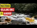 Download Lagu AMPUH‼️Kombinasi Suara Belalang Emas dan Jangkrik Cocok Buat Masteran burung Full HD