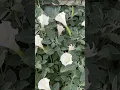 Sacred Datura Hallucinatory Honey?? #garden #deepthoughts #question #datura #honeybee