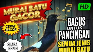 sangat cocok untuk pancingan semua jenis murai batu cepat gacor 