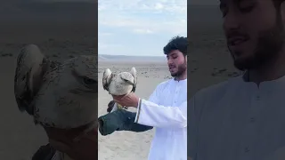 آزد سازی قیمتی ترین شاهین افغانستان The Release Of Afghanistan S Most Valuable Falcon Birds 