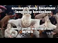 ANOMAN OBONG💥HANOMAN LANGSUNG KERASUKAN💥MPWS💥MEDAL PUTIH WARINGIN SARI💥