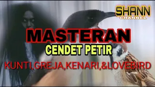 masteran cendet kualitas jernih kunti greja kenari love bird