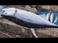 Download Lagu Musim Motong Ikan Tuna