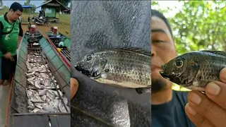โผล่ถึงอีสาน ? ชาวประมง เจอปลาหมอคางดำในเขื่อนลำปาว ยันตัวเป็นๆ ไม่ใช่คอนเทนต์