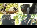 Download Lagu Indri Family - Wild Documentary Videos Animals