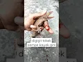 Download Lagu mengerikan digigit tokek 😱😭 #shorts #ytshorts #tiktok #reels