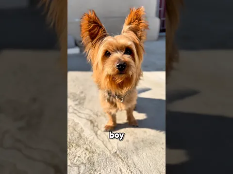 He’s Such a Good Boy 🥹🐶