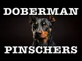 11 Canine Breeds Resembling Doberman Pinschers