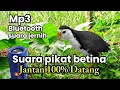 Download Lagu SUARA PIKAT BURUNG RUAK-RUAK BETINA PALING AMPUH ✓♥️ SUARA JERNIH 