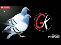 Download Lagu Kabootar Ja Ja new song Ji Ke Remix DJ Gopal Dj remix channel subscribe Kabootar Ja Ja