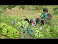 Download Lagu De vreugde van het oogsten van bananen en pompoenen om een ​​goed inkomen te verdienen voor een arme