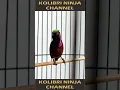 Download Lagu Konin gacor tonjolan jangkrik speed - belalang pendek. #kolibrininja #koningacor #sawadikap #shorts