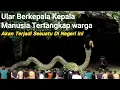 NYATA TERBUKTI..!! Akhirnya Tertangkap Warga Ular Siluman penunggu sungai purba bukan mitos