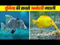 Lagu इन मछलियों को सिर्फ किस्मत वाले ही देख पाते है | Most Unique Fish in the World